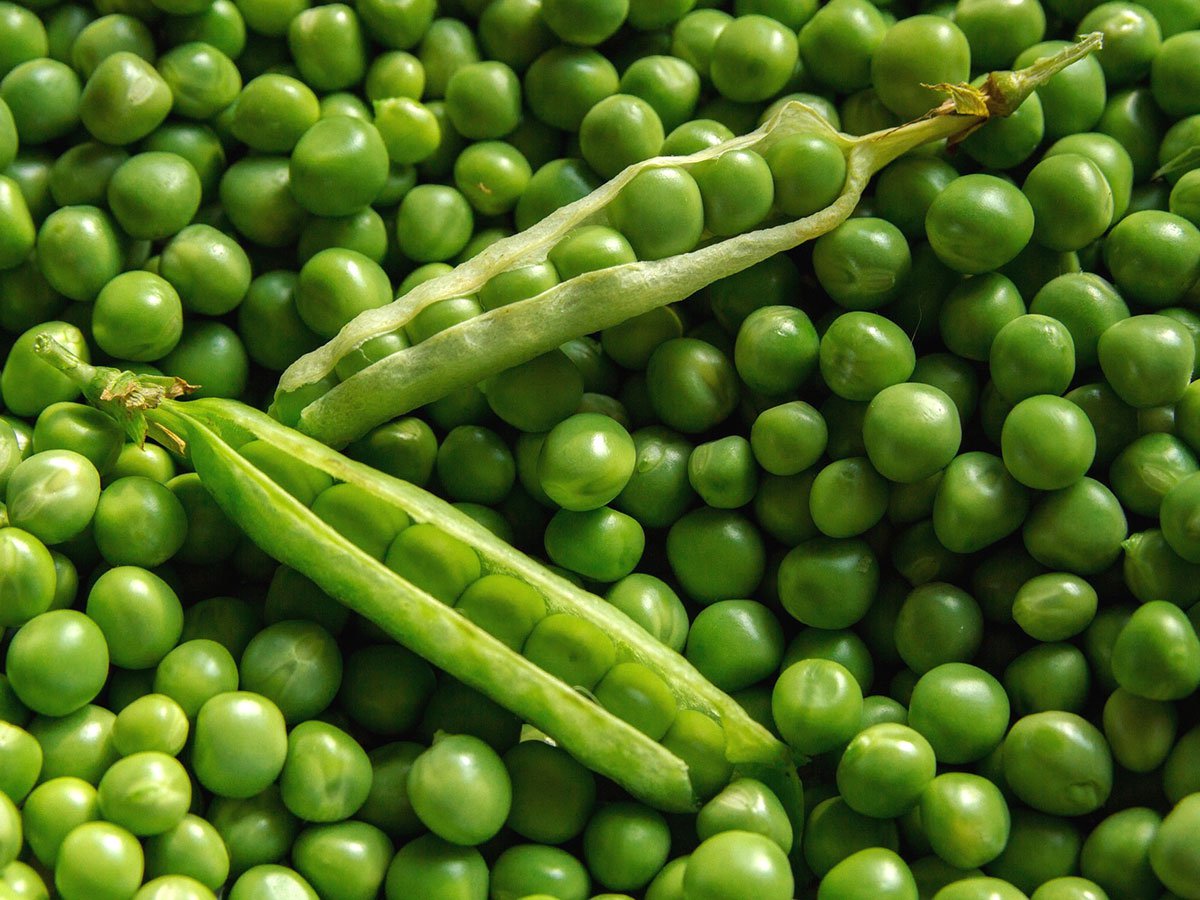 Pea