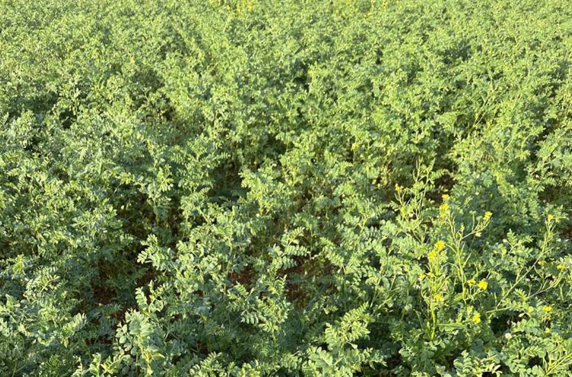 Azkan Chickpea Seed Features