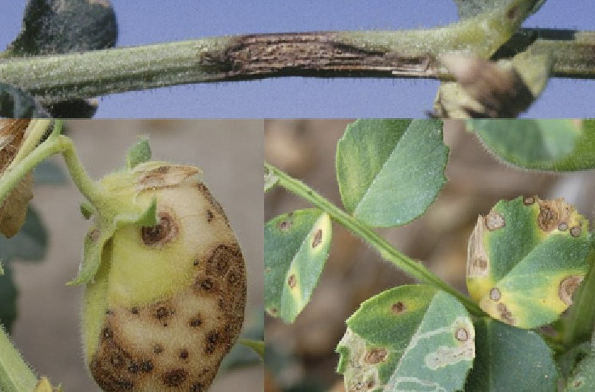 Chickpea Anthracnose Control