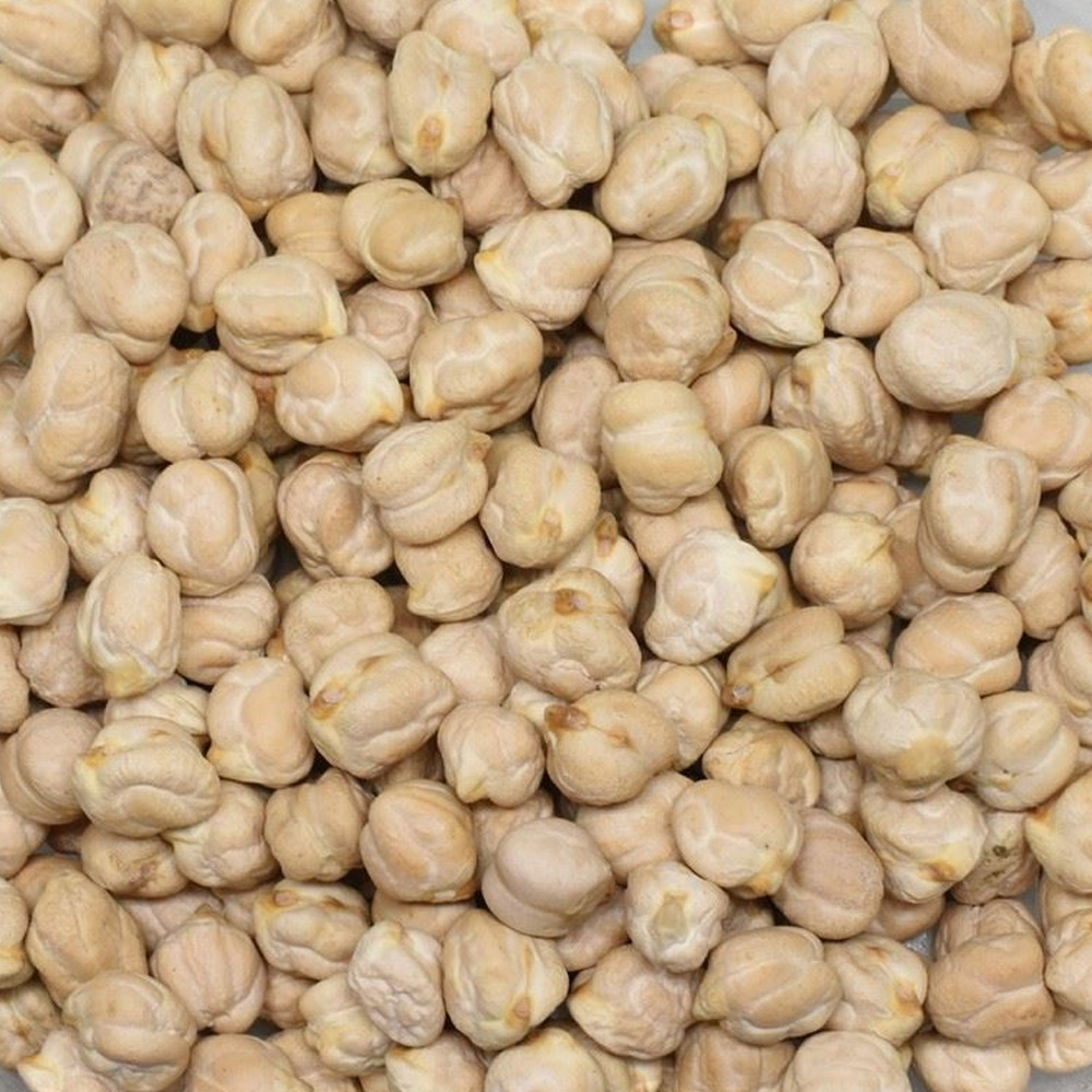 Jumbo Nohut (Meksika)