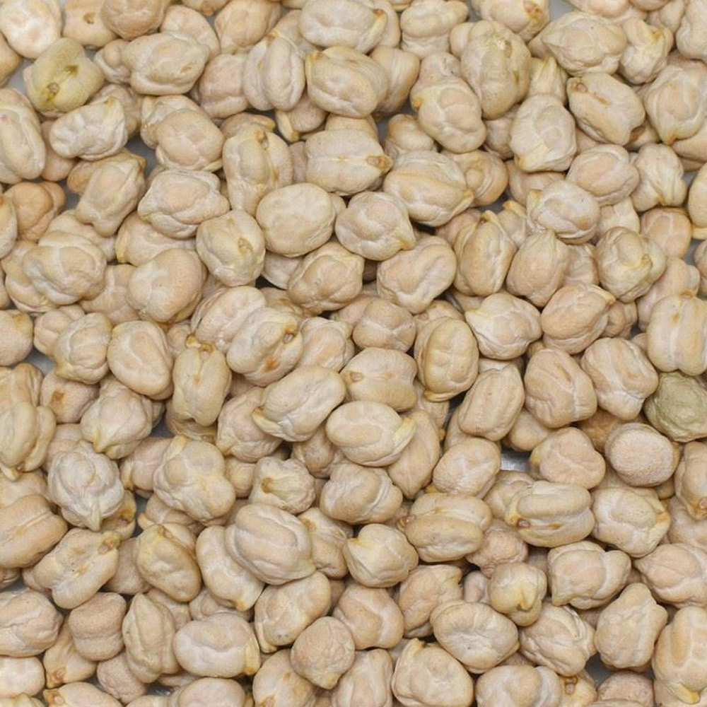Kabak Nohut (Hindistan 12mm)