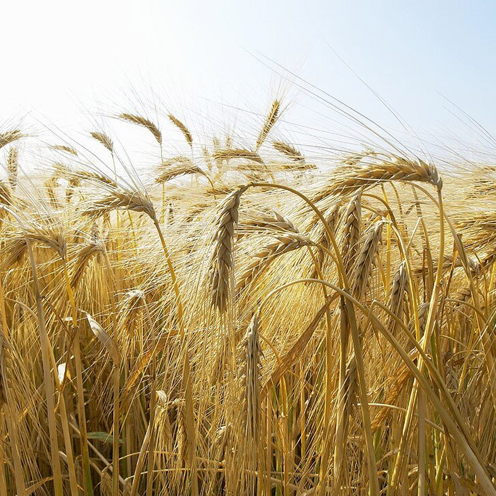 Larende Barley