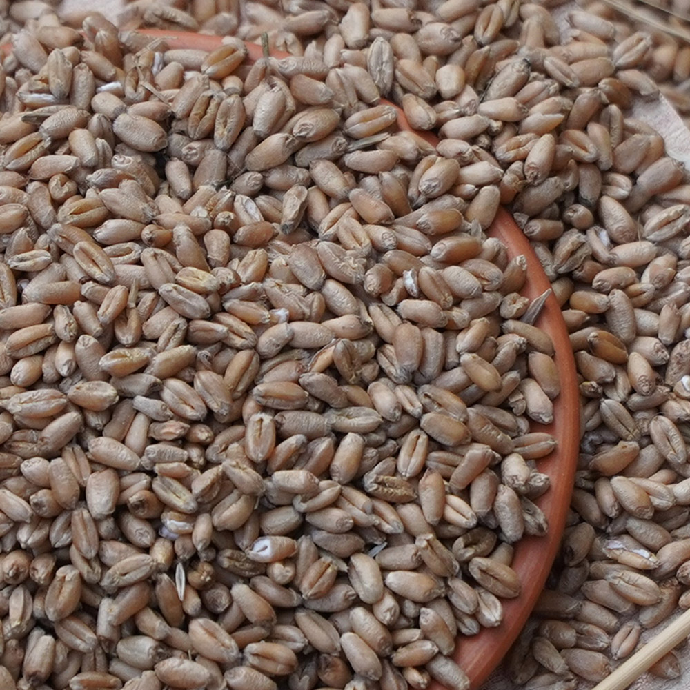 Bread Wheat