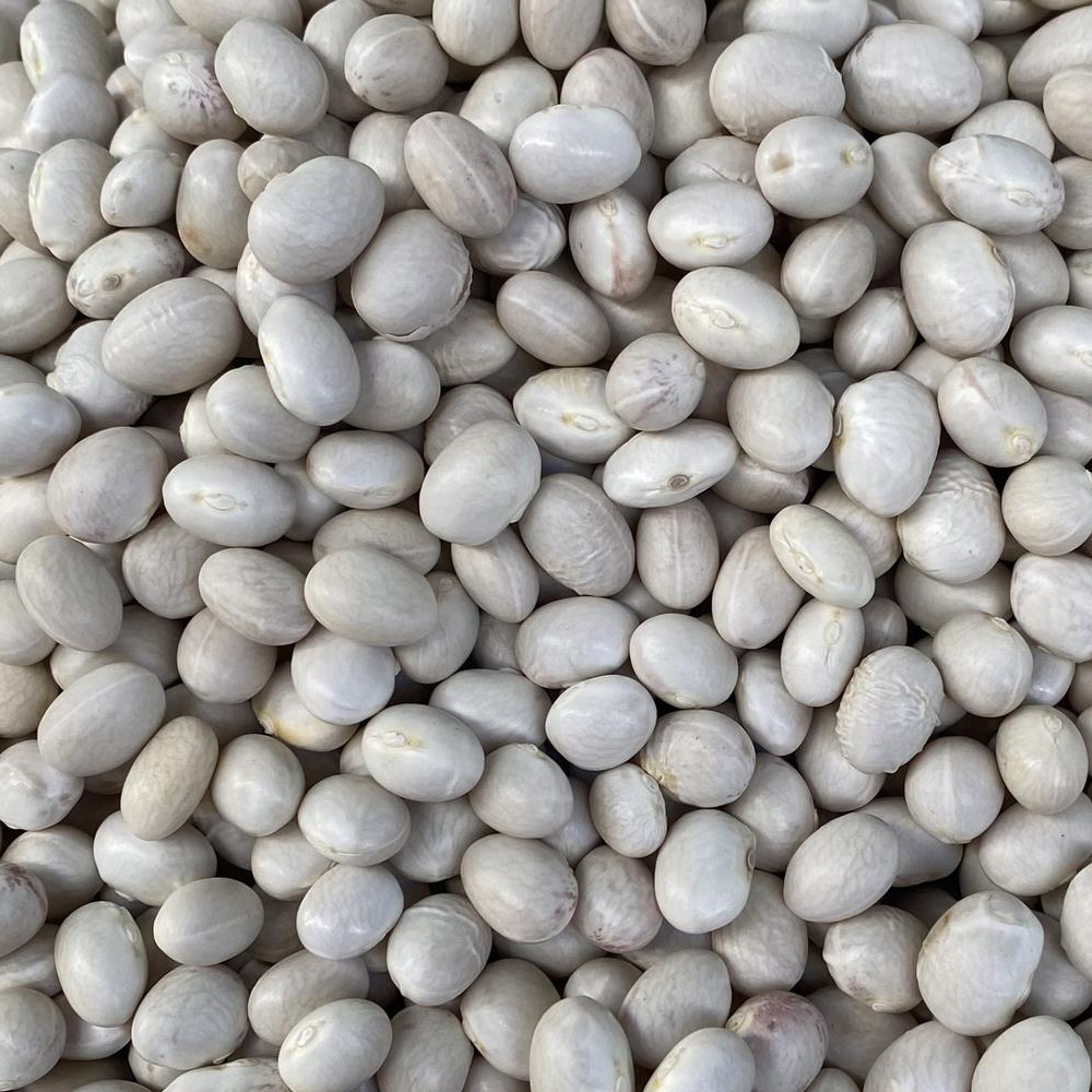 Ispir (Sugar) Dried Bean Seed