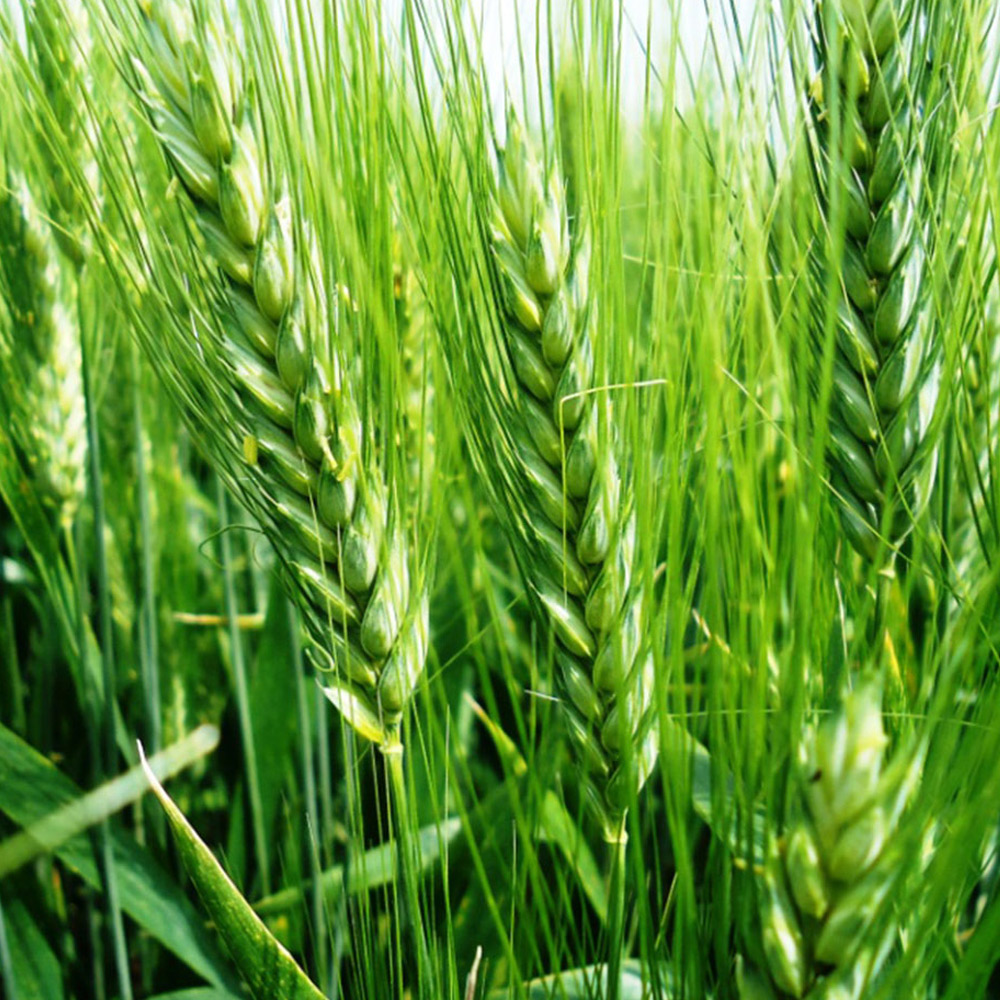 Kiziltan 91 Durum Wheat