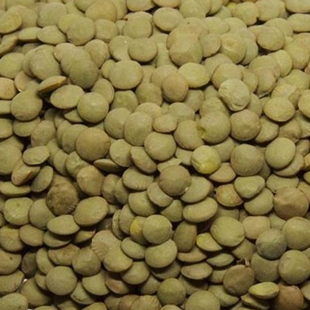 Certified Bozok Lentil Seed