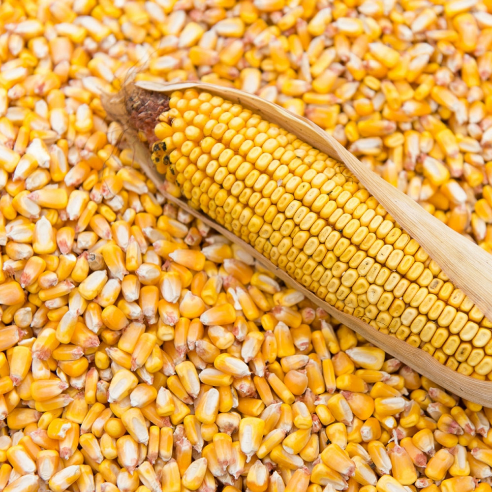 Corn kernels