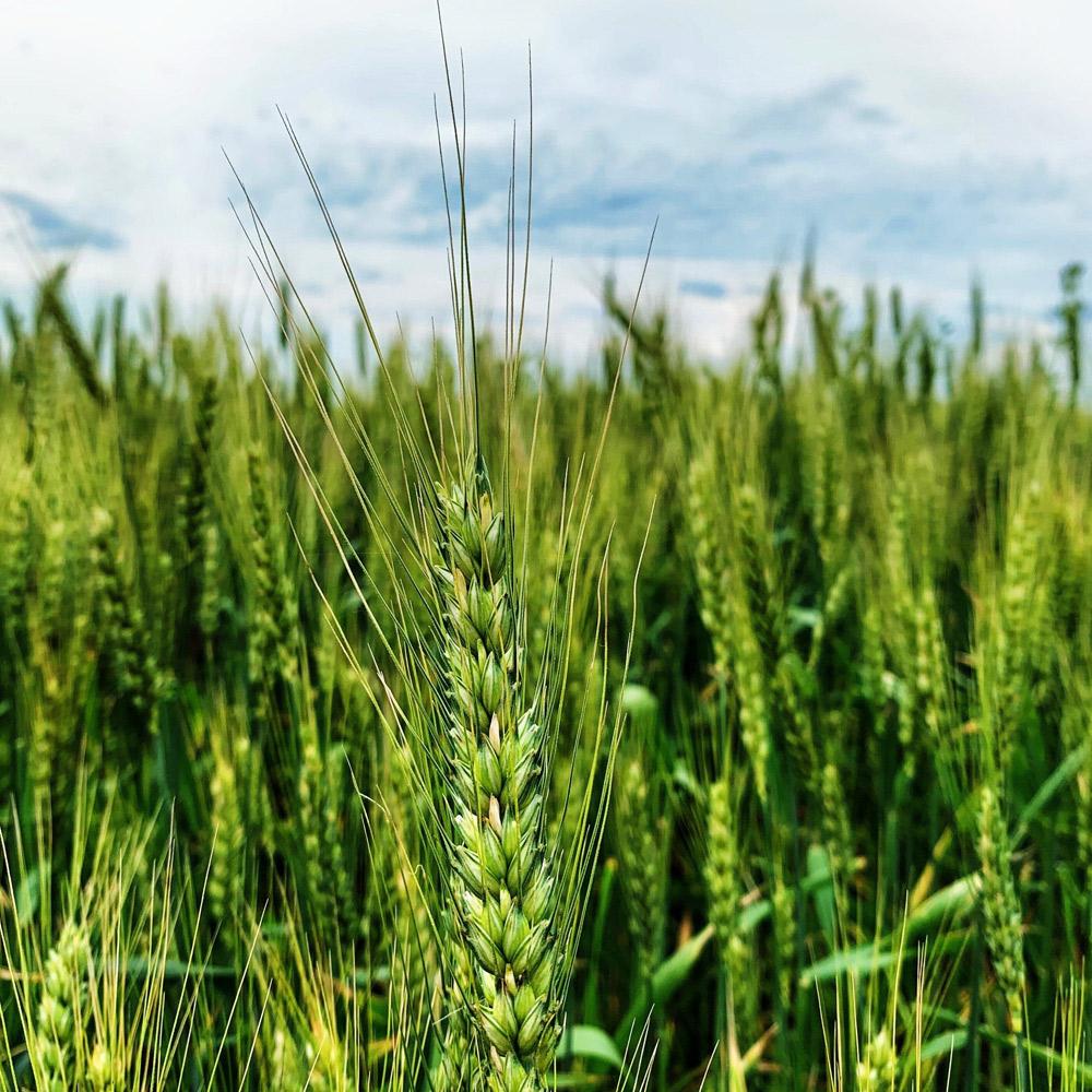 Agriculture 92 Barley