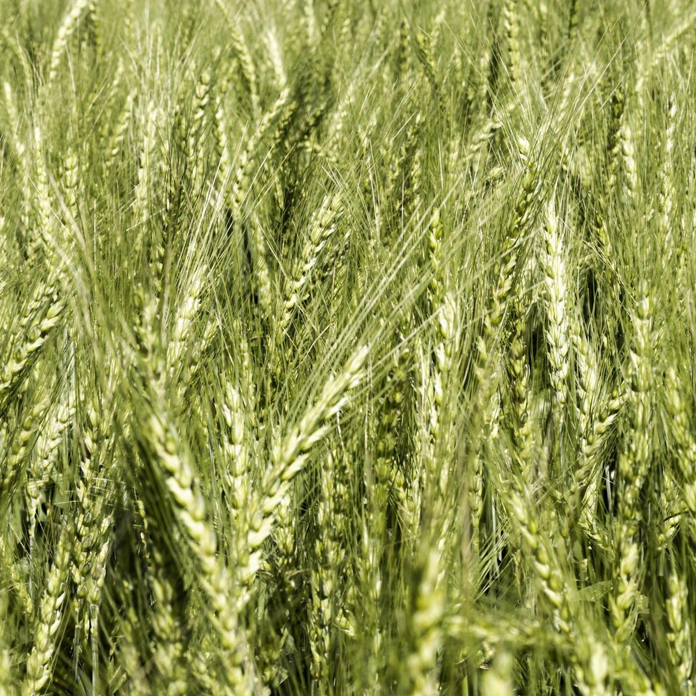 Triticale