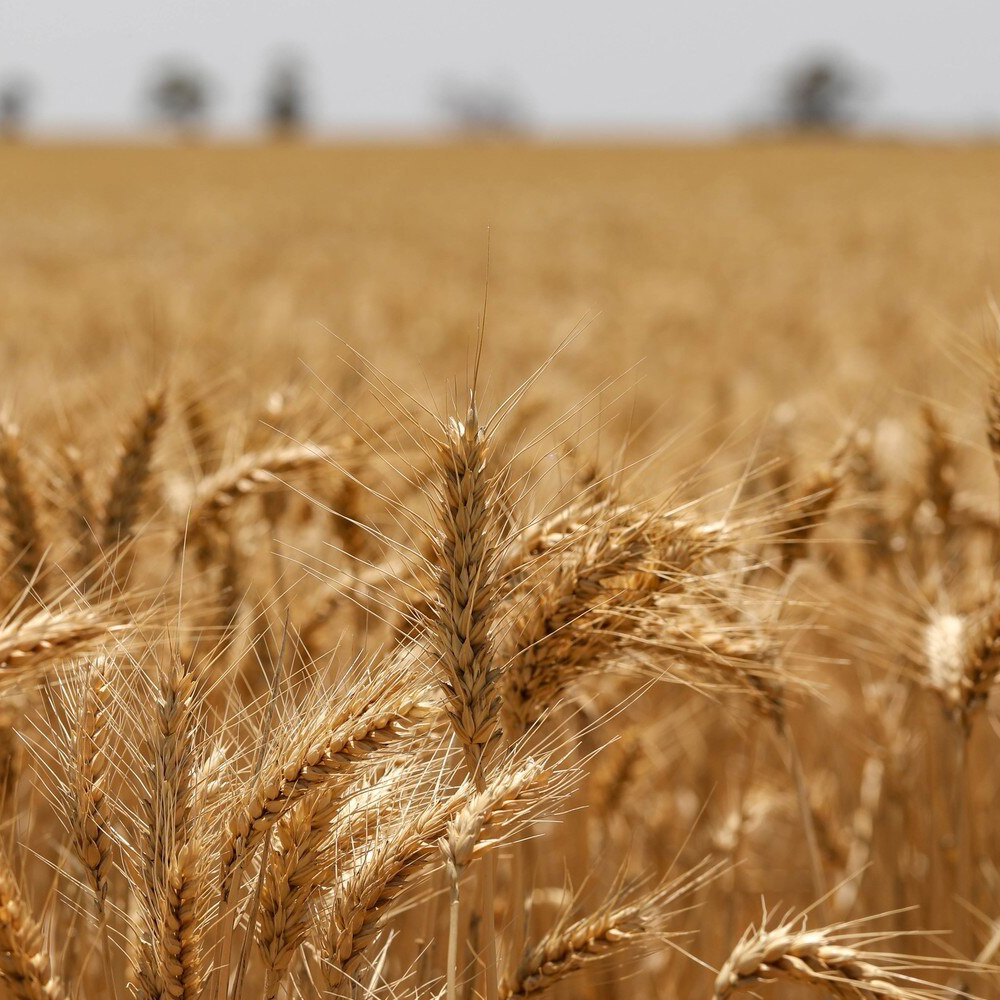 Oat