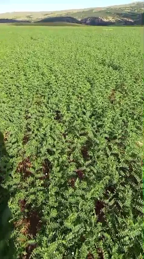 Atlas 3 chickpea seed introduction video cover 2
