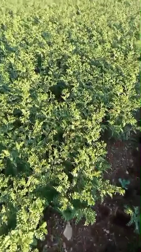 Atlas 3 chickpea seed introduction video cover