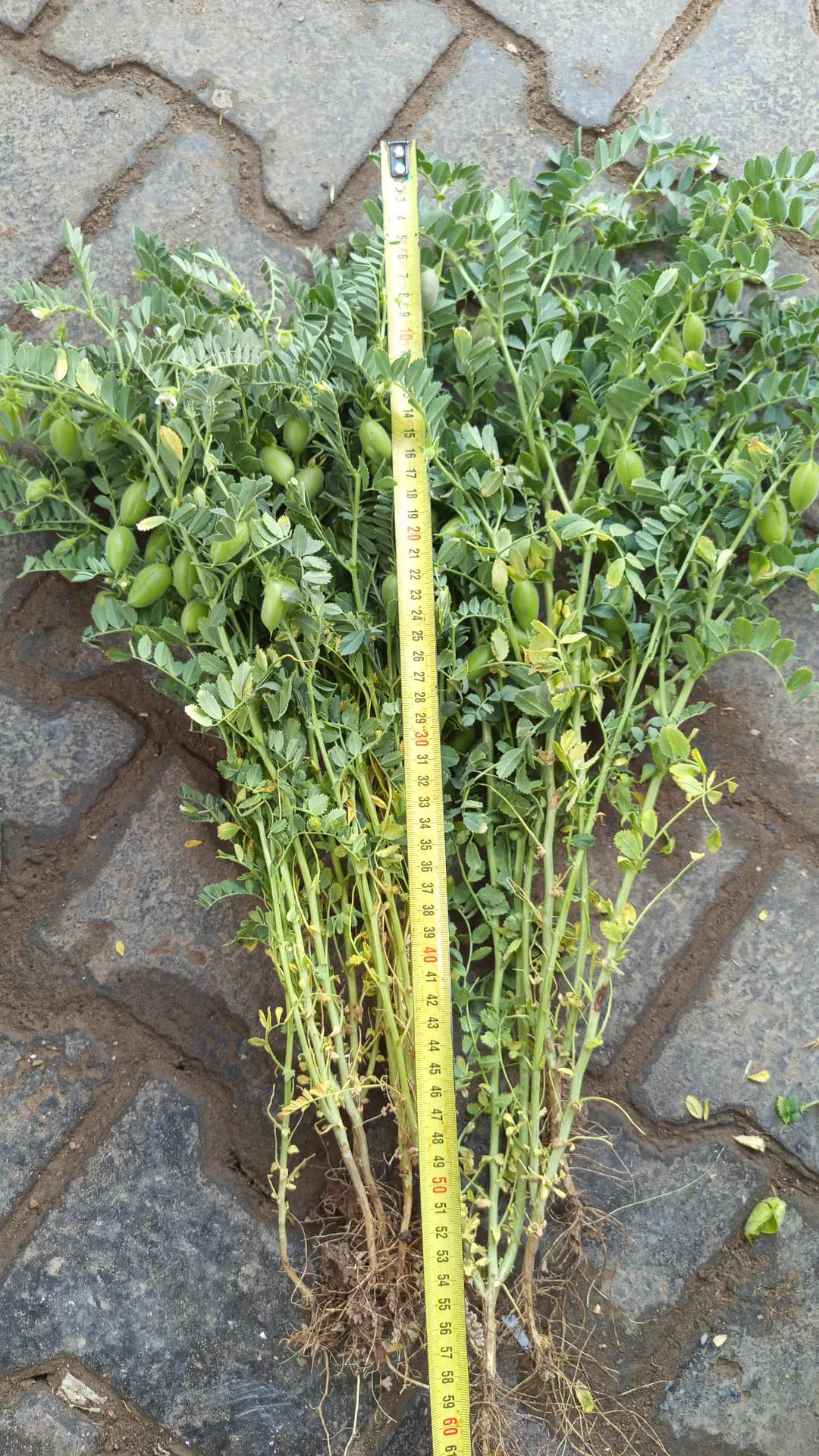 Atlas 3 chickpea seed field photo 1