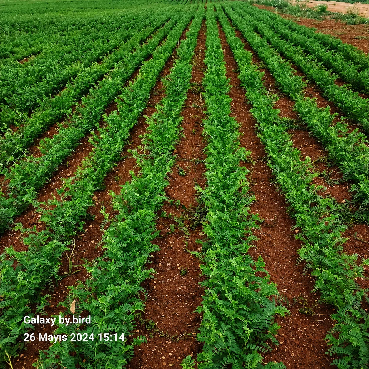 Atlas 3 chickpea seed field photo 2