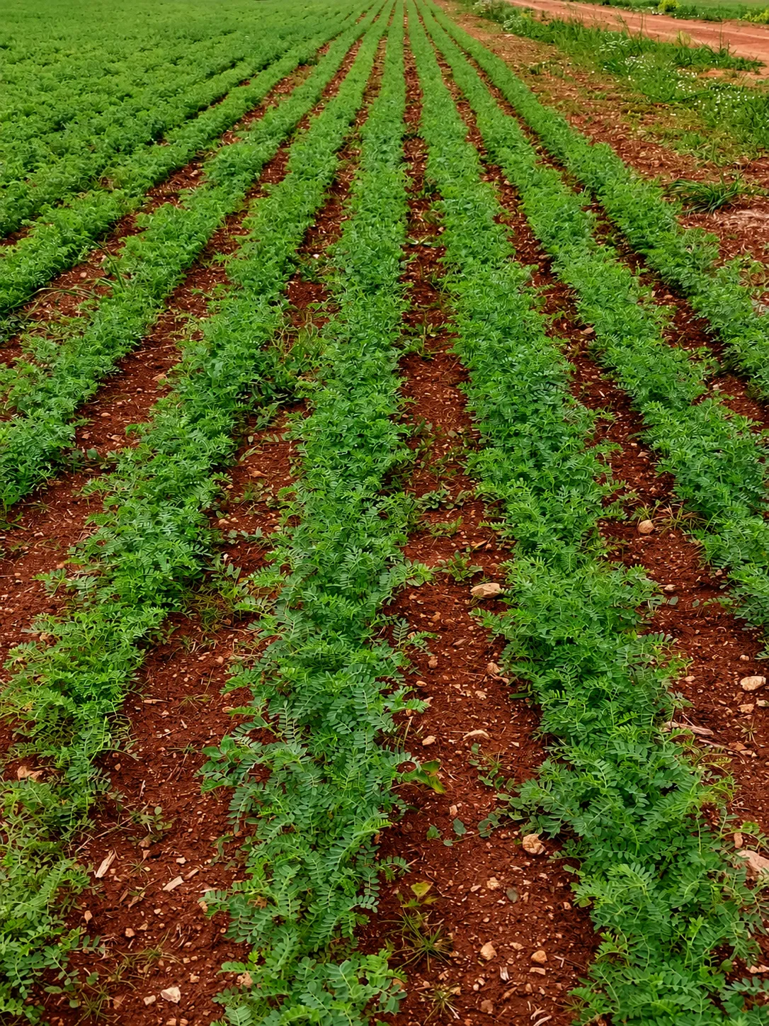 Atlas 3 chickpea seed field photo 3