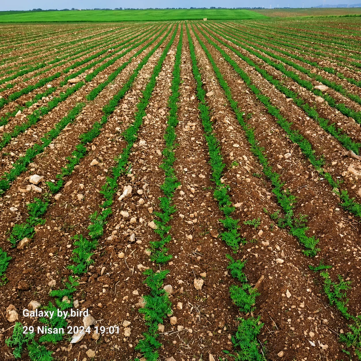 Atlas 3 chickpea seed field photo 4