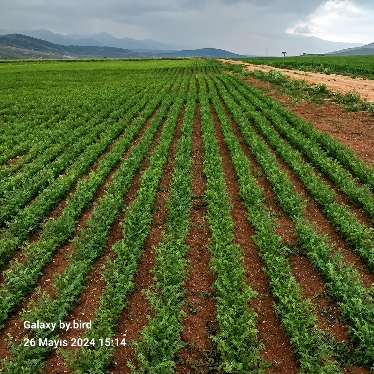 Atlas 3 chickpea seed field photo 5