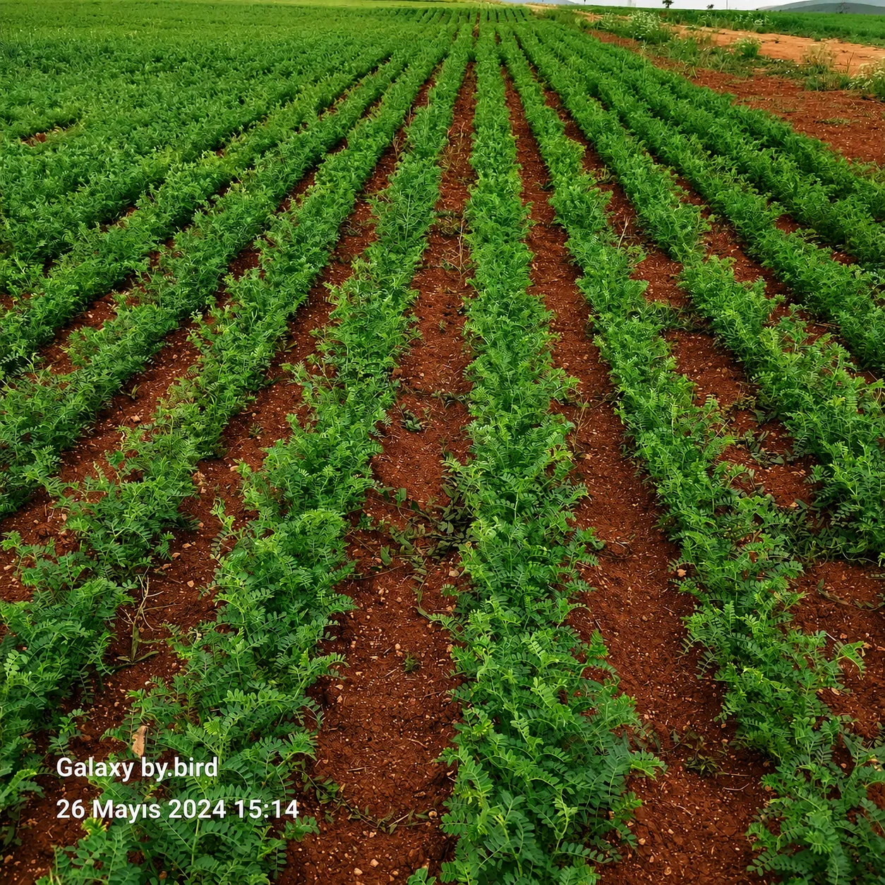 Atlas 3 chickpea seed field photo 6