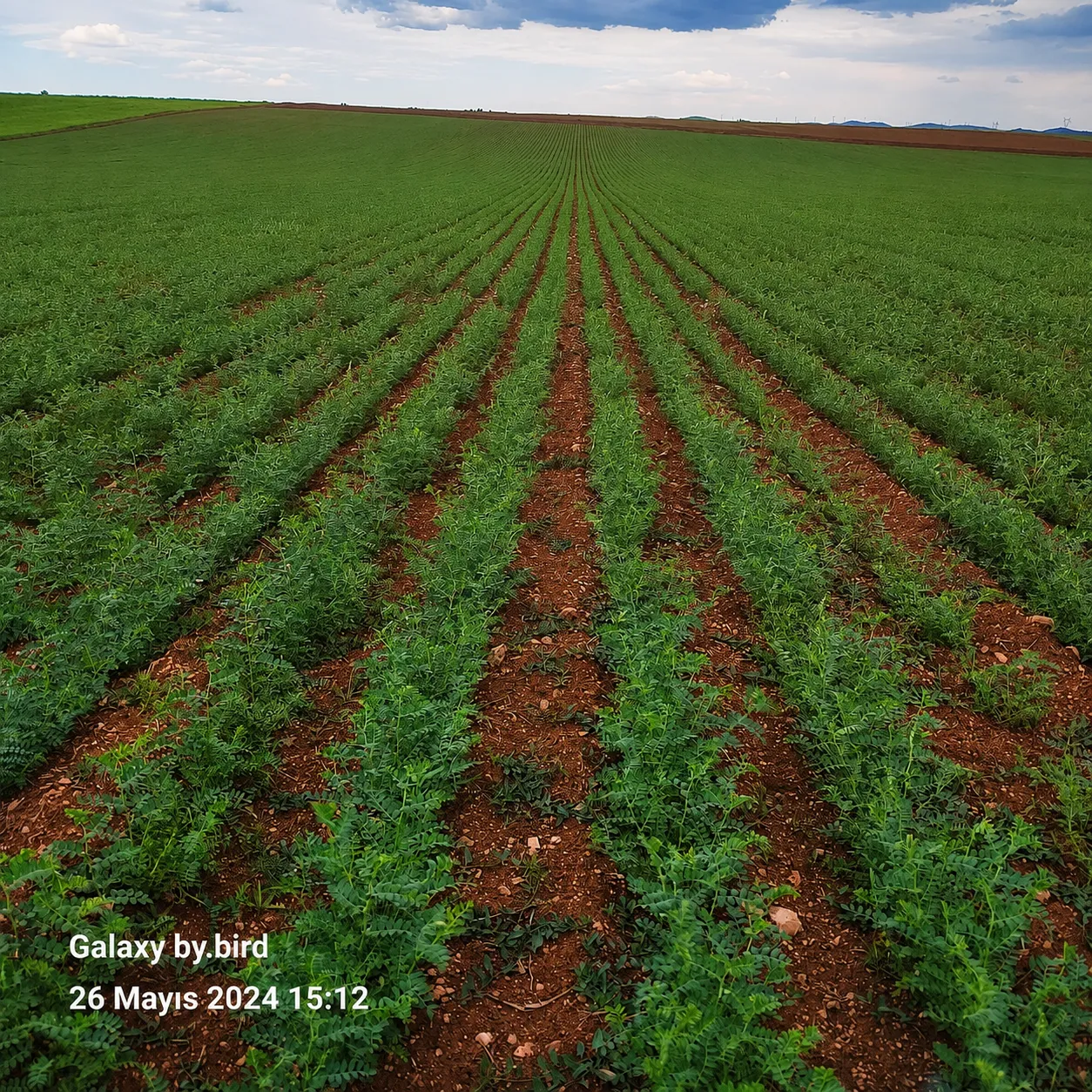 Atlas 3 chickpea seed field photo 7
