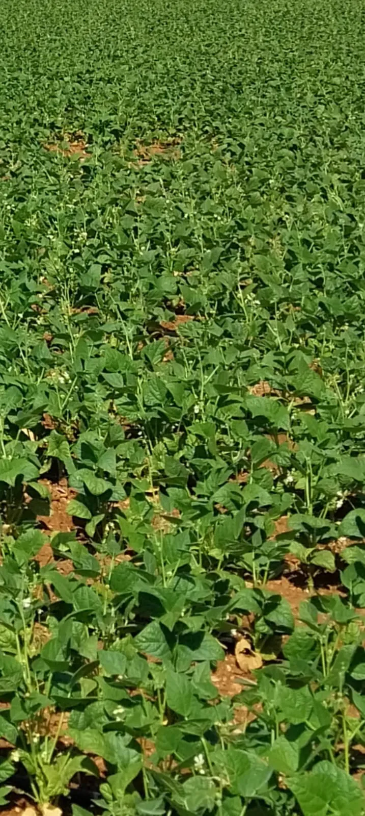 Martı dry bean seed field photo 1