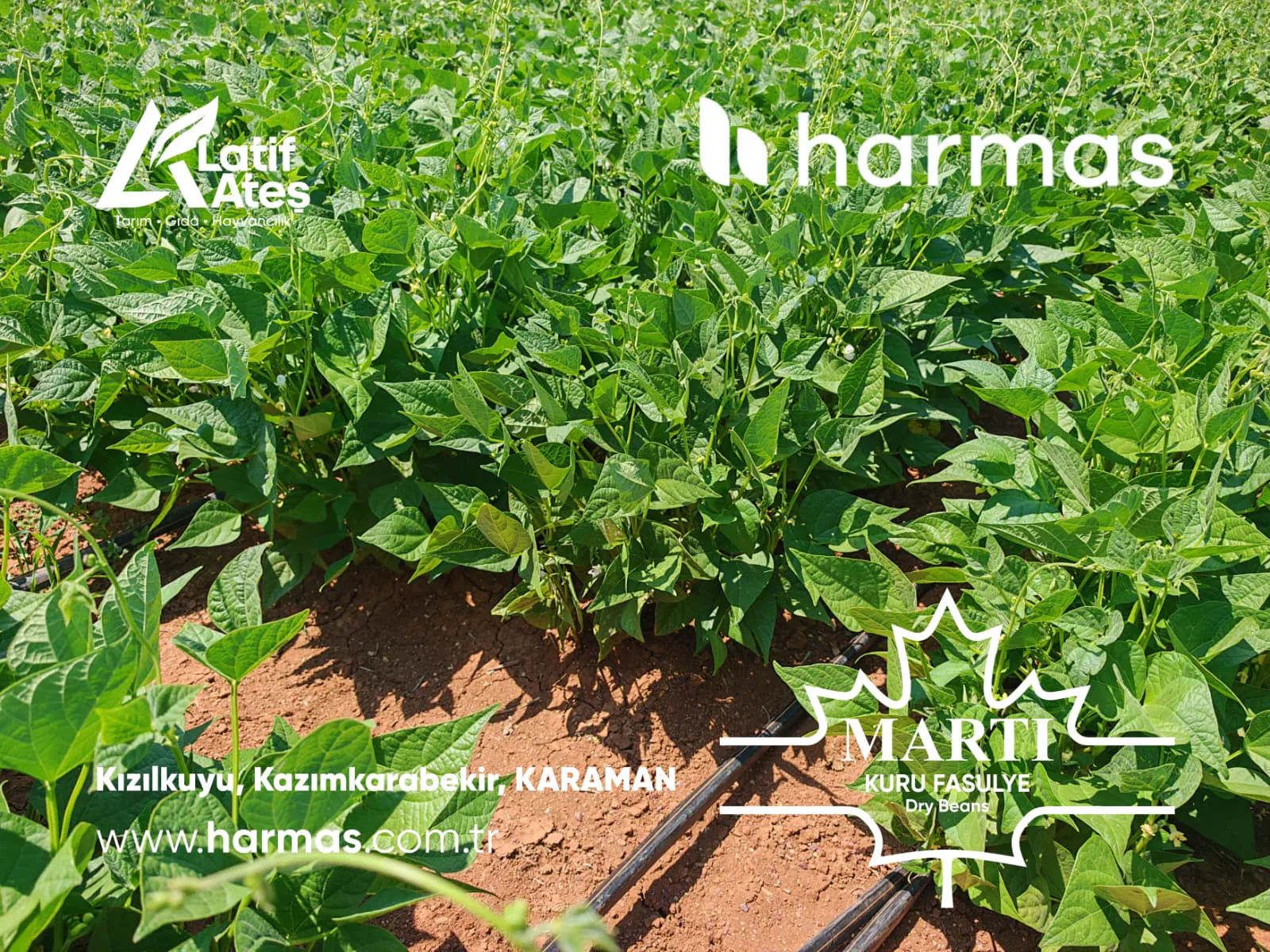 Martı dry bean seed field photo 10