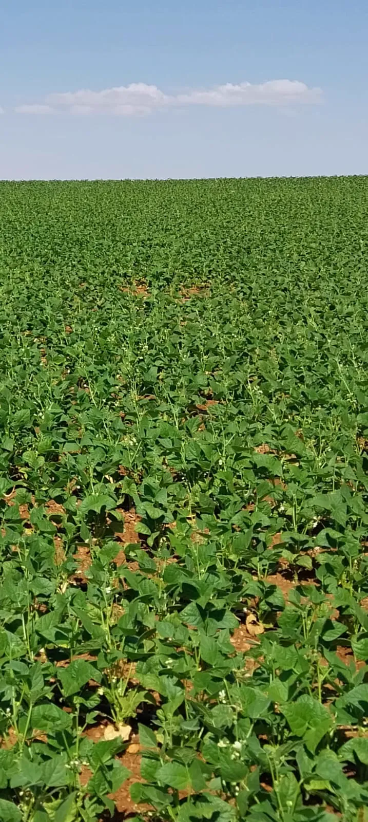Martı dry bean seed field photo 2