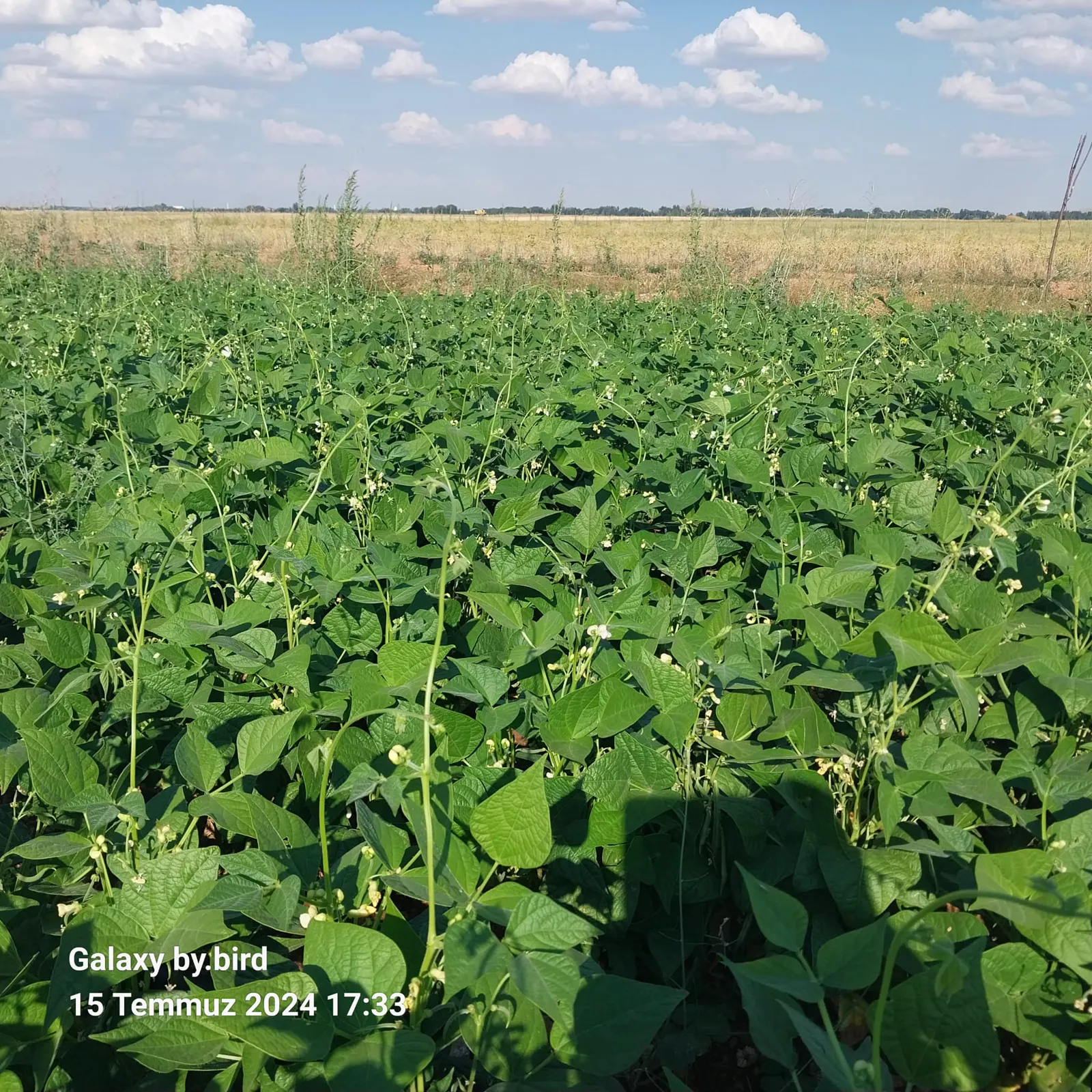 Martı dry bean seed field photo 3