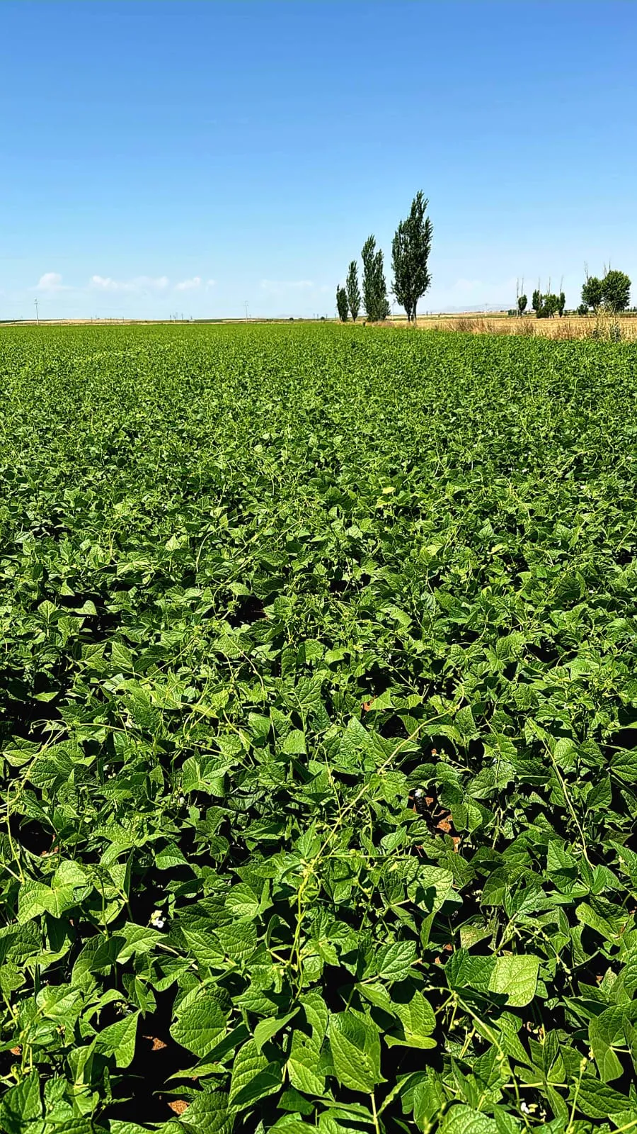 Martı dry bean seed field photo 4