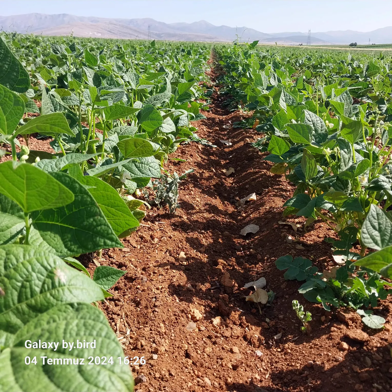 Martı dry bean seed field photo 5