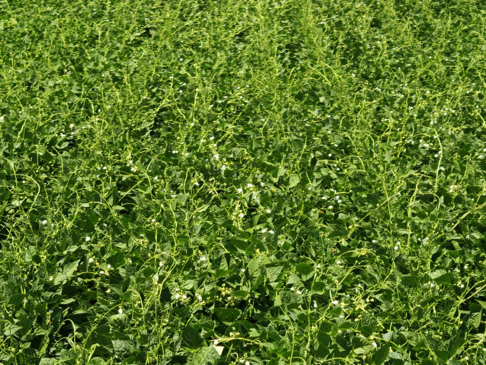 Martı dry bean seed field photo 6