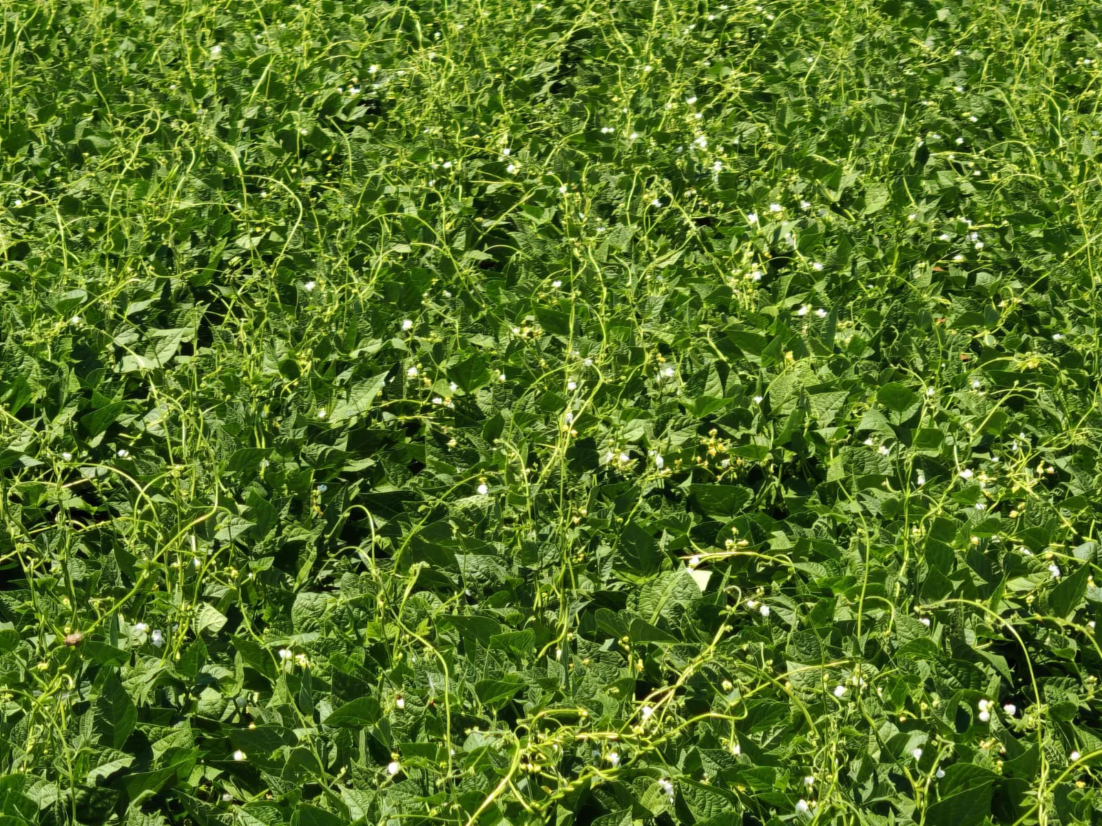 Martı dry bean seed field photo 7