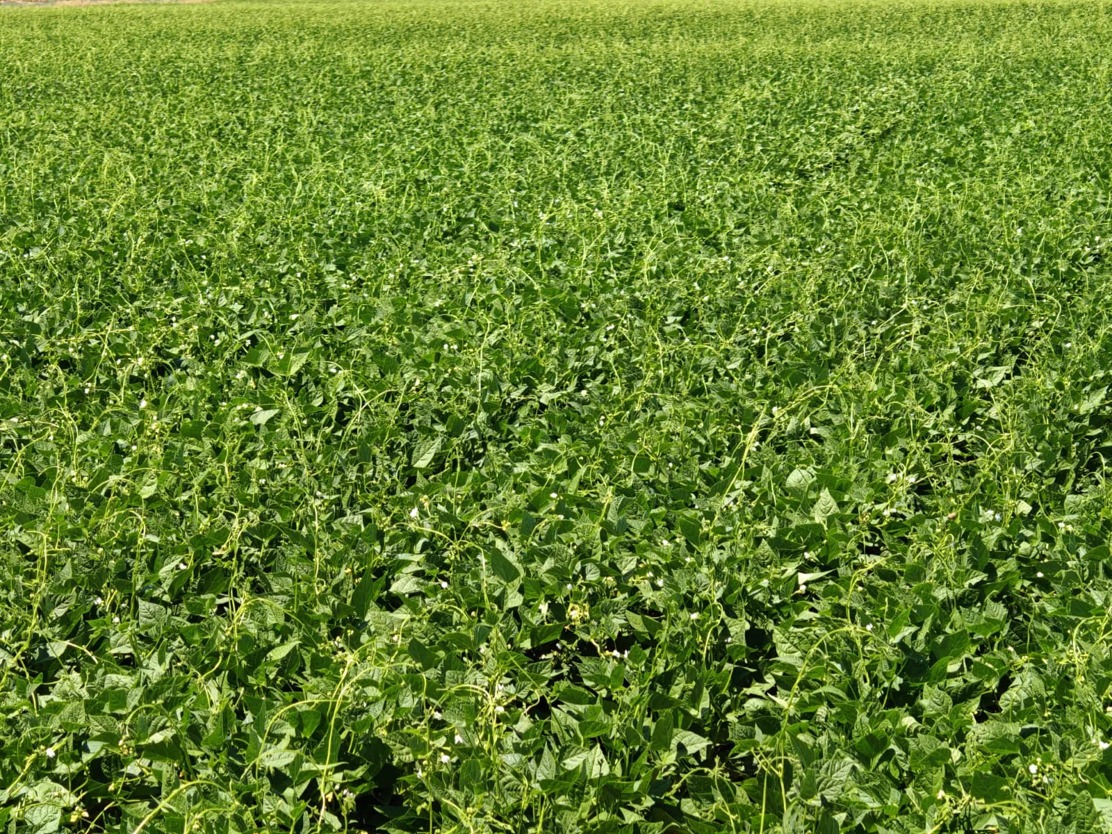 Martı dry bean seed field photo 8