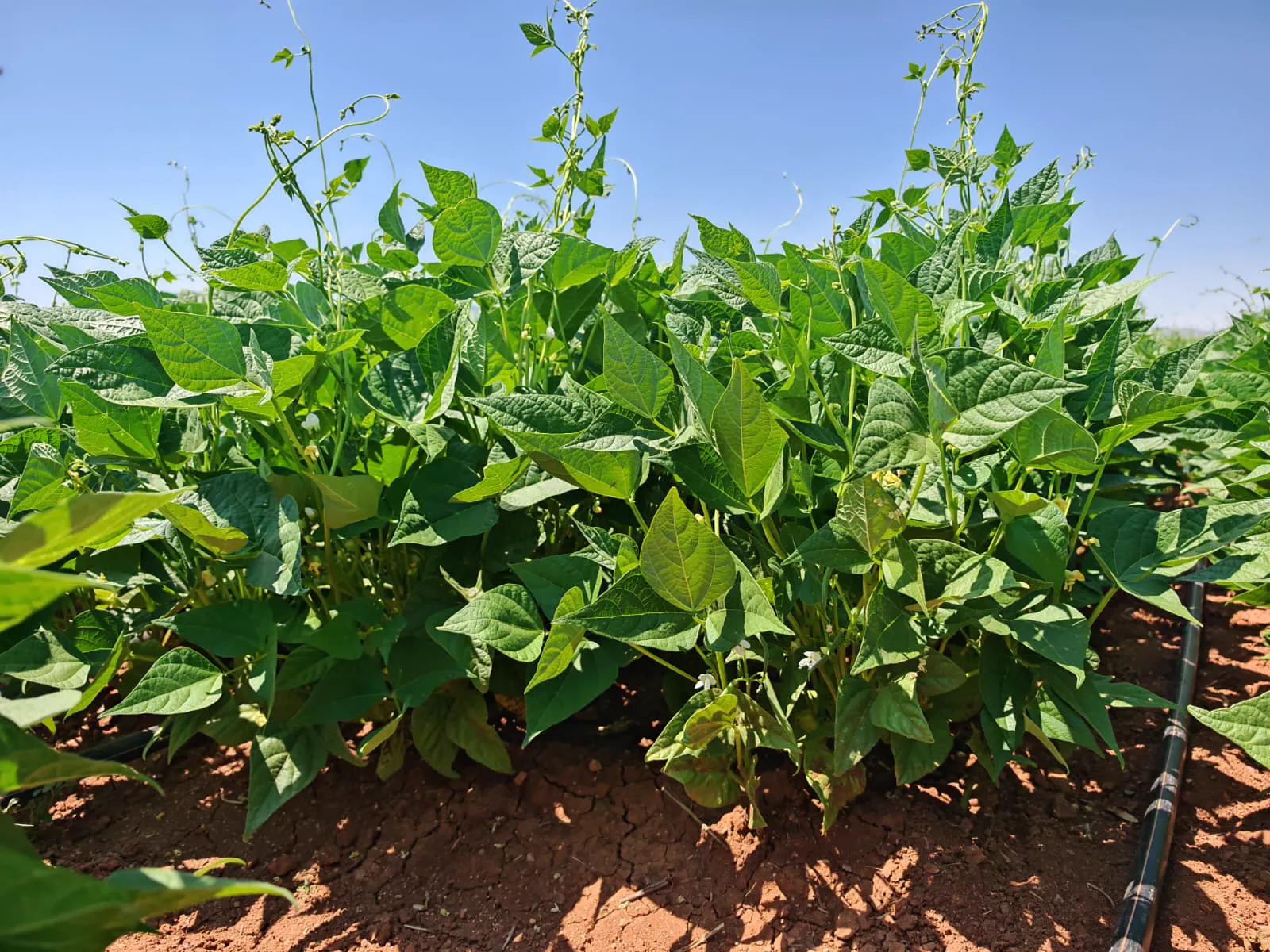 Martı dry bean seed field photo 9