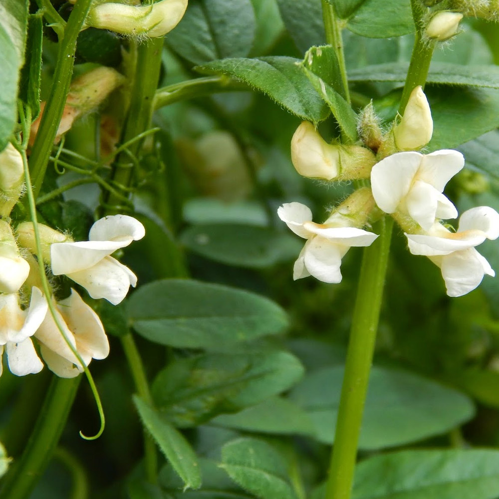 Common Vetch