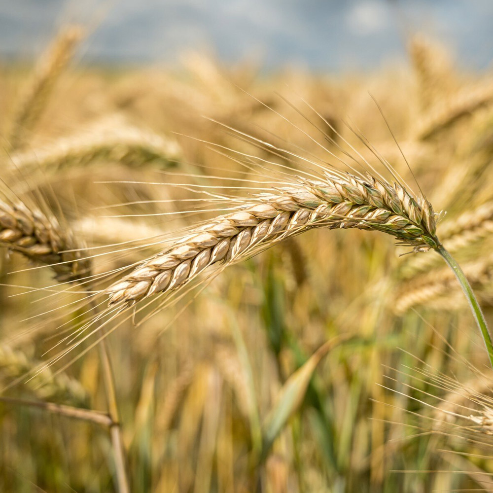 Barley