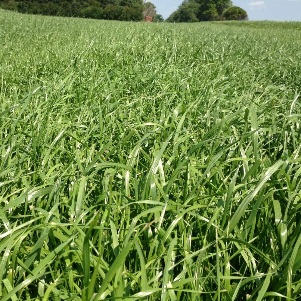 Italian Ryegrass