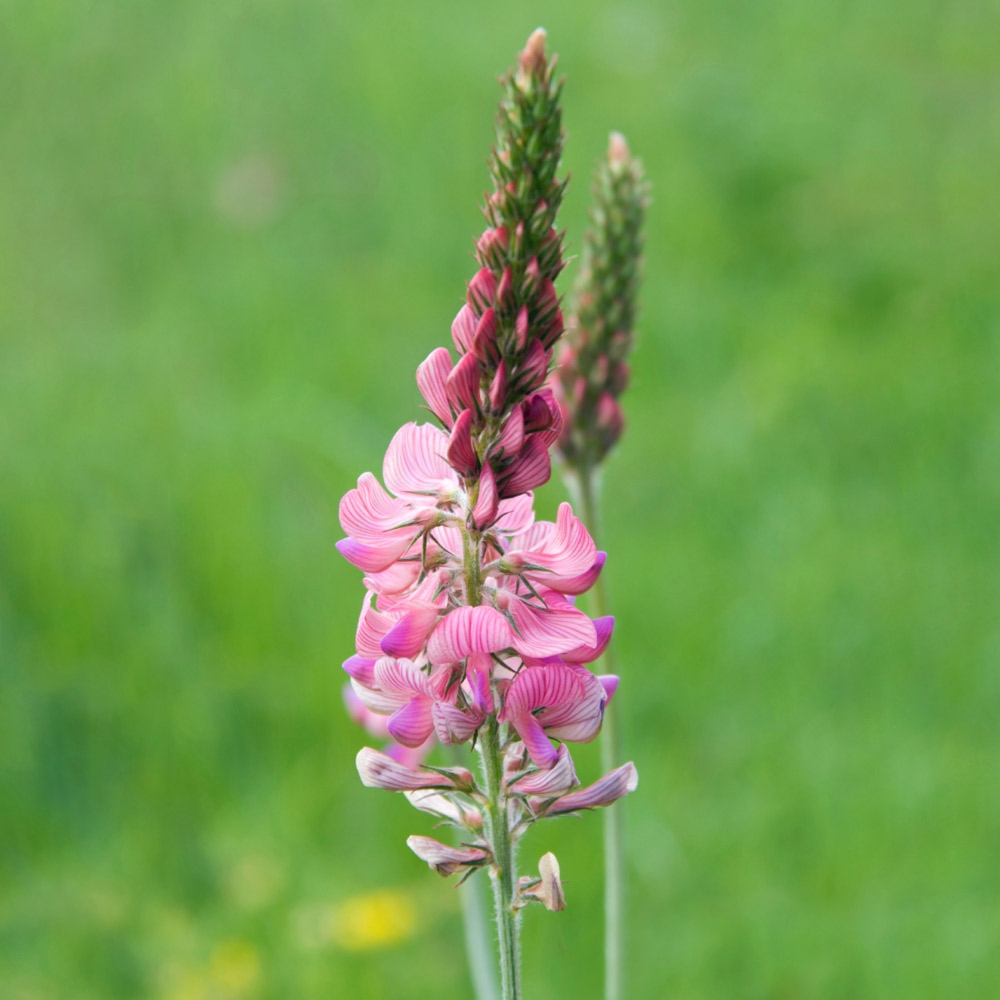 Sainfoin