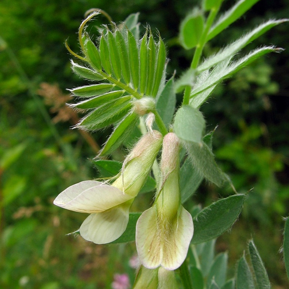 Hungarian Vetch