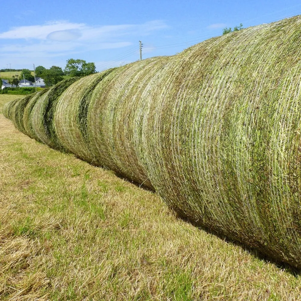 Teff Grass