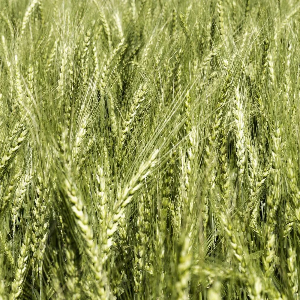 Triticale
