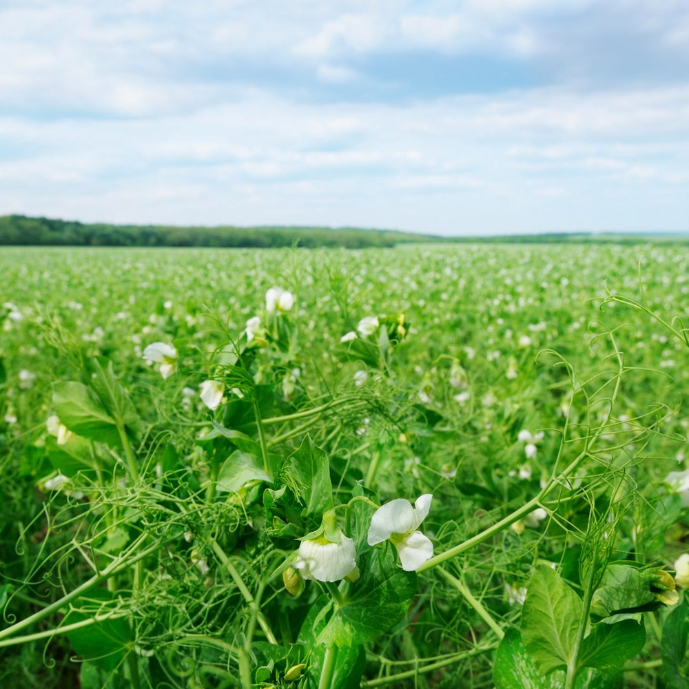 Feed Peas