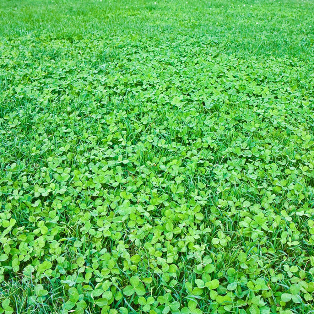 Alfalfa