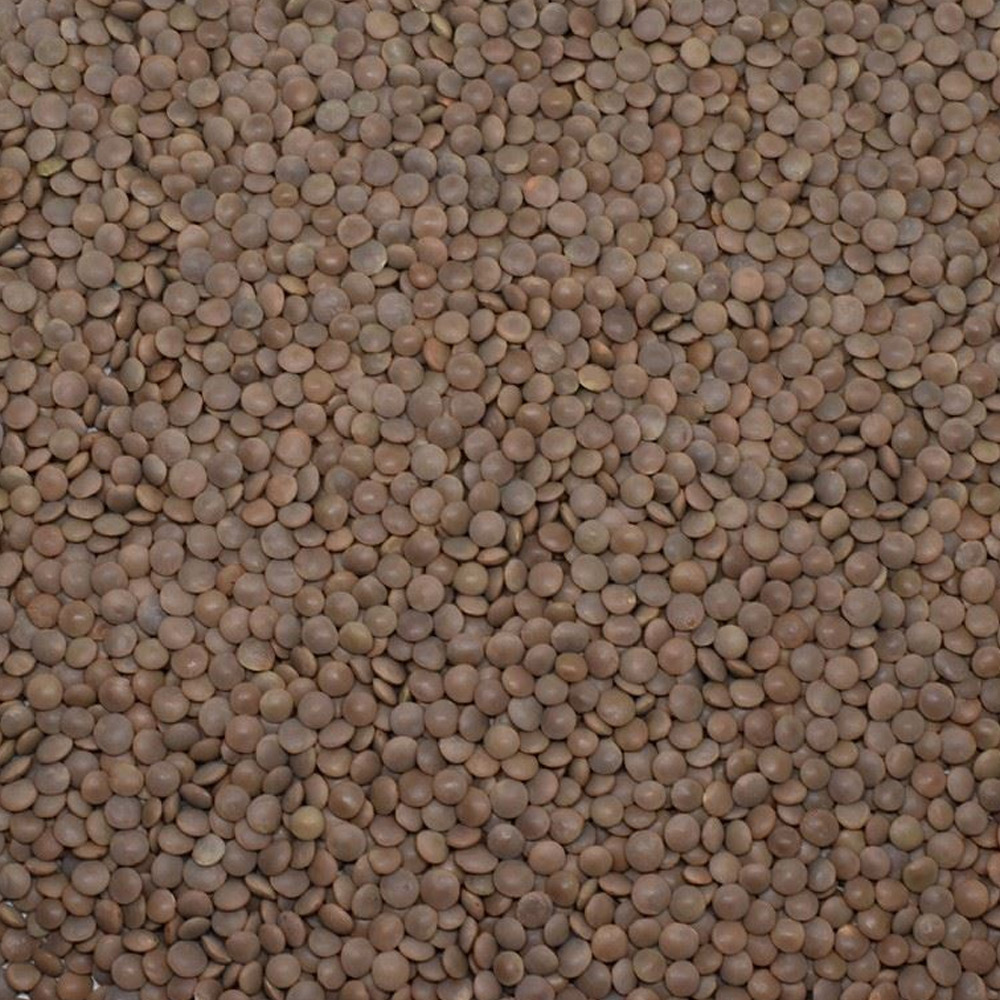 Whole Unhulled Lentil