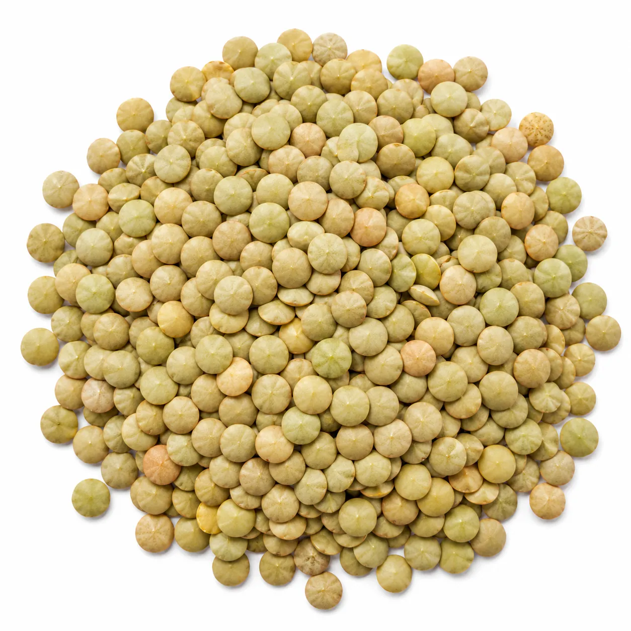 Certified Meyveci 2001 Seed